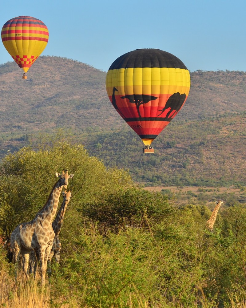 african safari resort blended