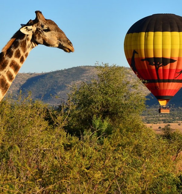 Tourism in Sun City, north west province https://www.suninternational.com/content/dam/approved/sun-city/activities/safari/sun-city-safari-banner.jpg.sunimage.600.640.jpg.sunimage.800.400.jpg?utm_source=chatgpt.com